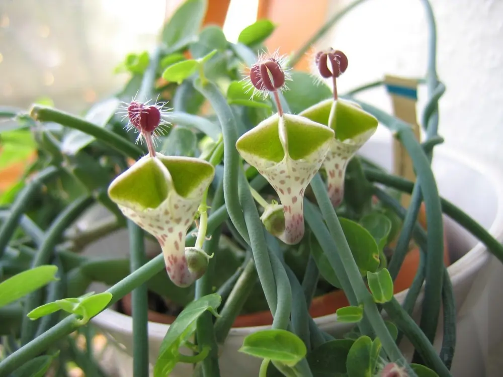 Las 15 flores más raras y sorprendentes del mundo