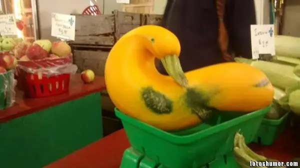 comida