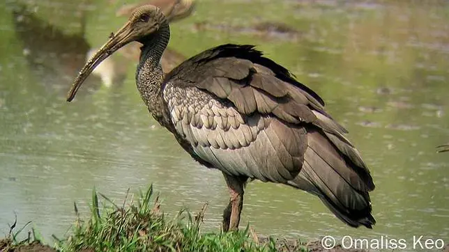 Las 10 aves más raras del mundo