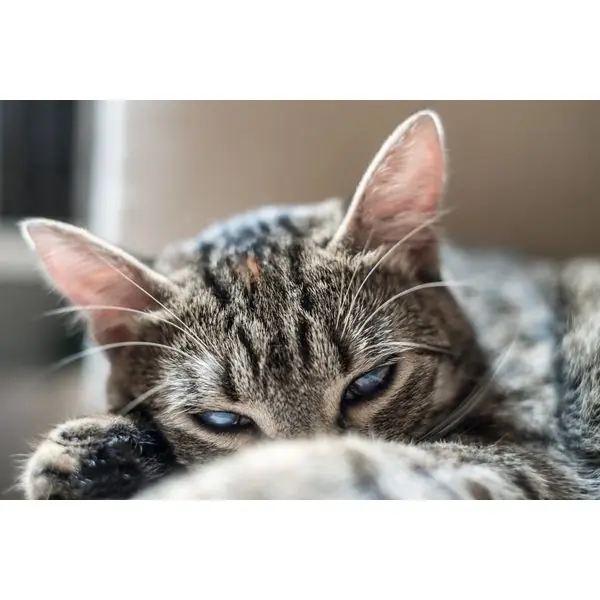 gripe