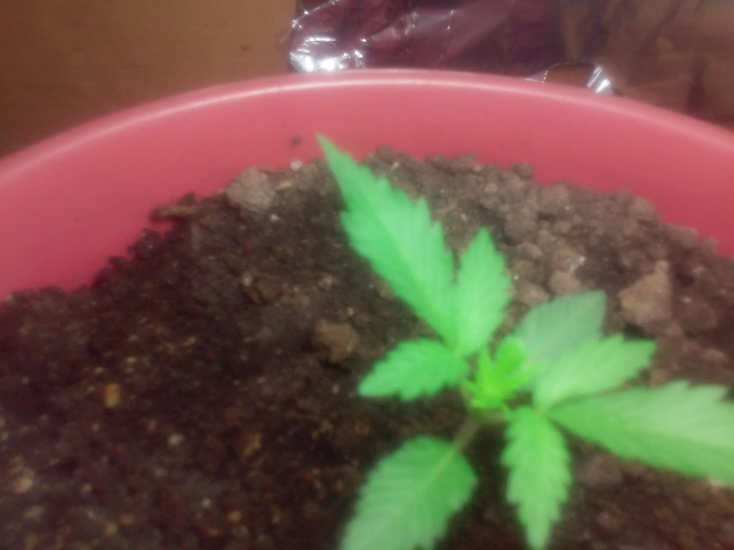 marihuana