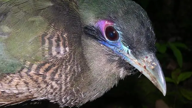 Las 10 aves más raras del mundo