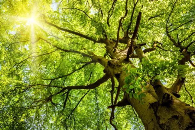 Generar energía eléctrica con las plantas vivas