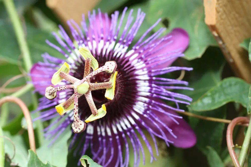 Las 15 flores más raras y sorprendentes del mundo