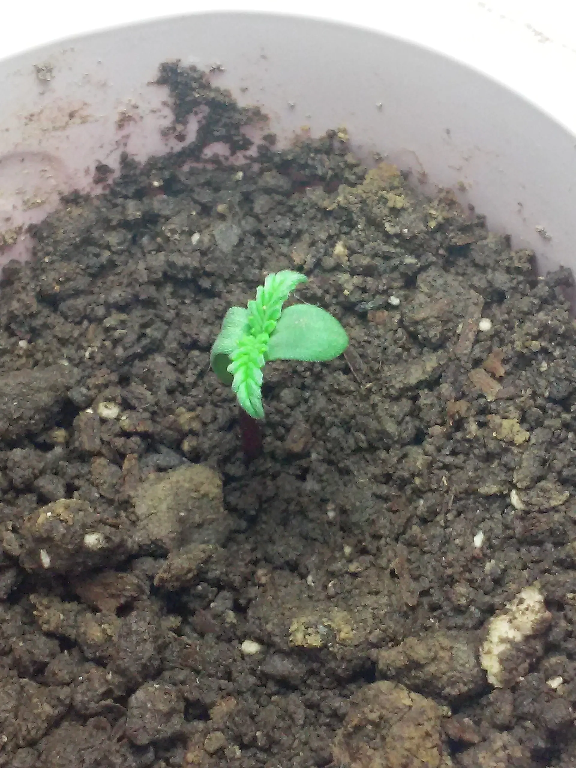 Seguimiento de marihuana autofloreciente heavy bud