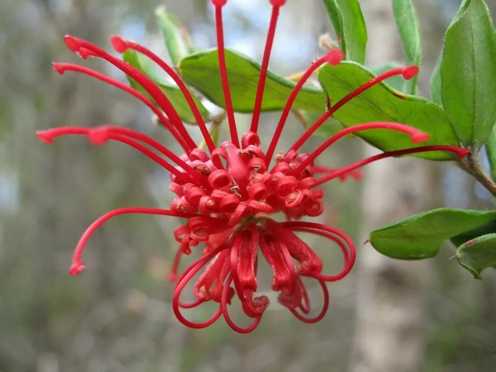 Las 15 flores más raras y sorprendentes del mundo