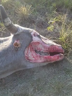 mutilaciones