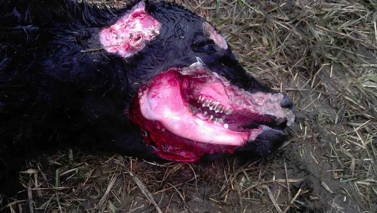 ¿Que hay detras de las Mutilaciones de Ganado?