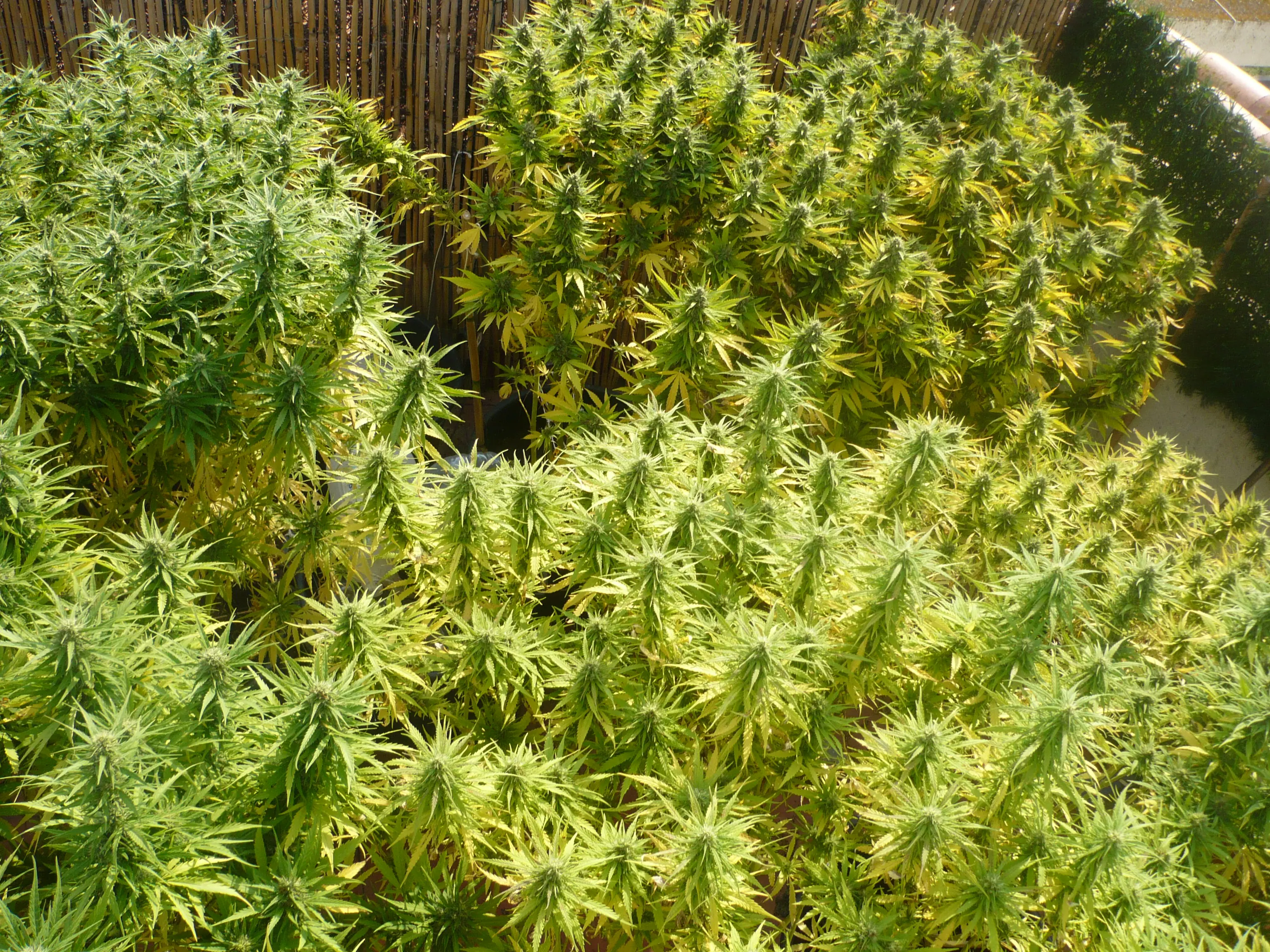 Las verdaderas consecuencias del consumo de cannabis