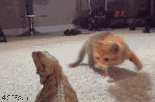 Los Gifs mas Divertidos pasa que te saco una Sonrisa 75º