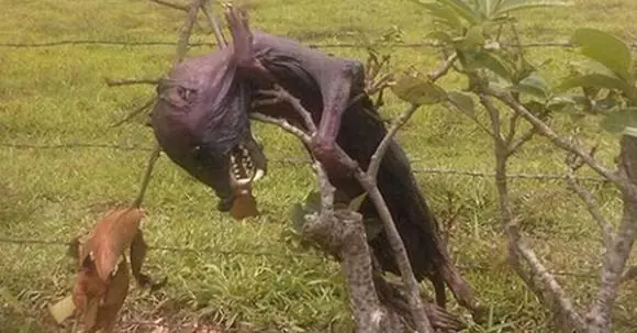 Nahual muerto en Veracruz Mexico