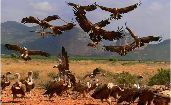 Mi poema dedicado a Juttens (y su nariz)