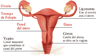 el cuerpo