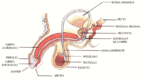 oxigeno