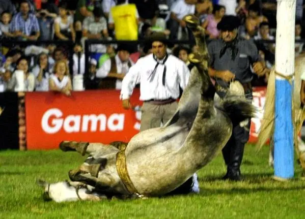 toros