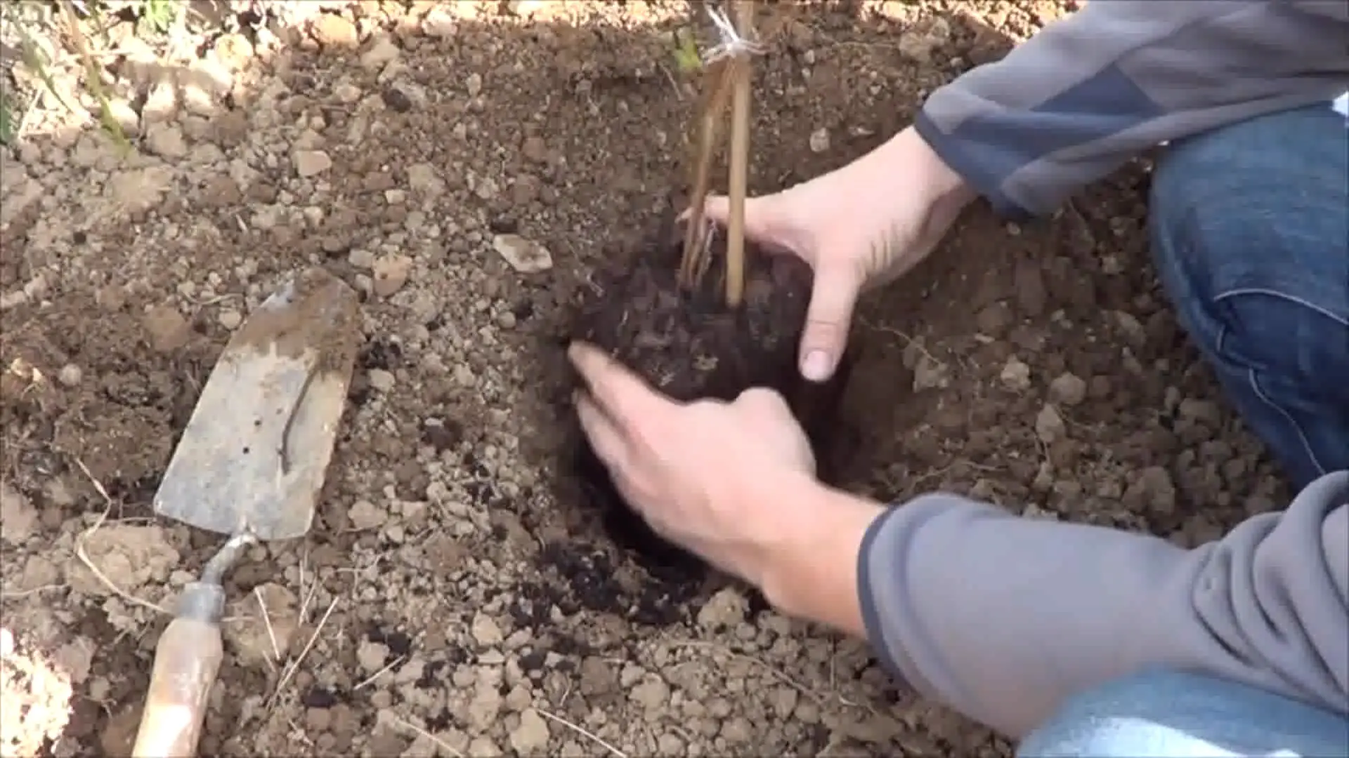 Como Plantar Frambuesas
