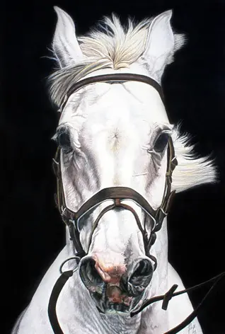 caballos