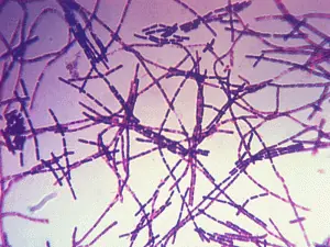 10 Bacterias mas mortales y peligrosas