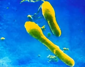 bacterias