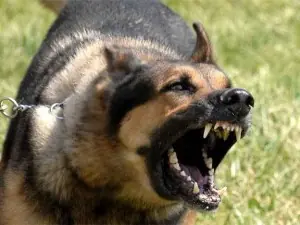 Soy un perro y mordí a un traidor