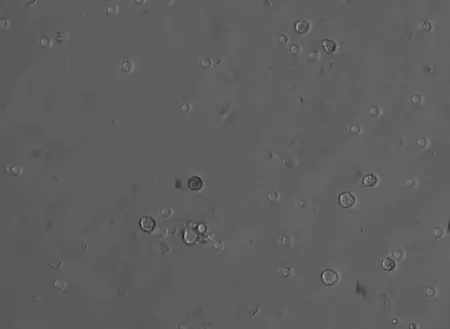 celulas