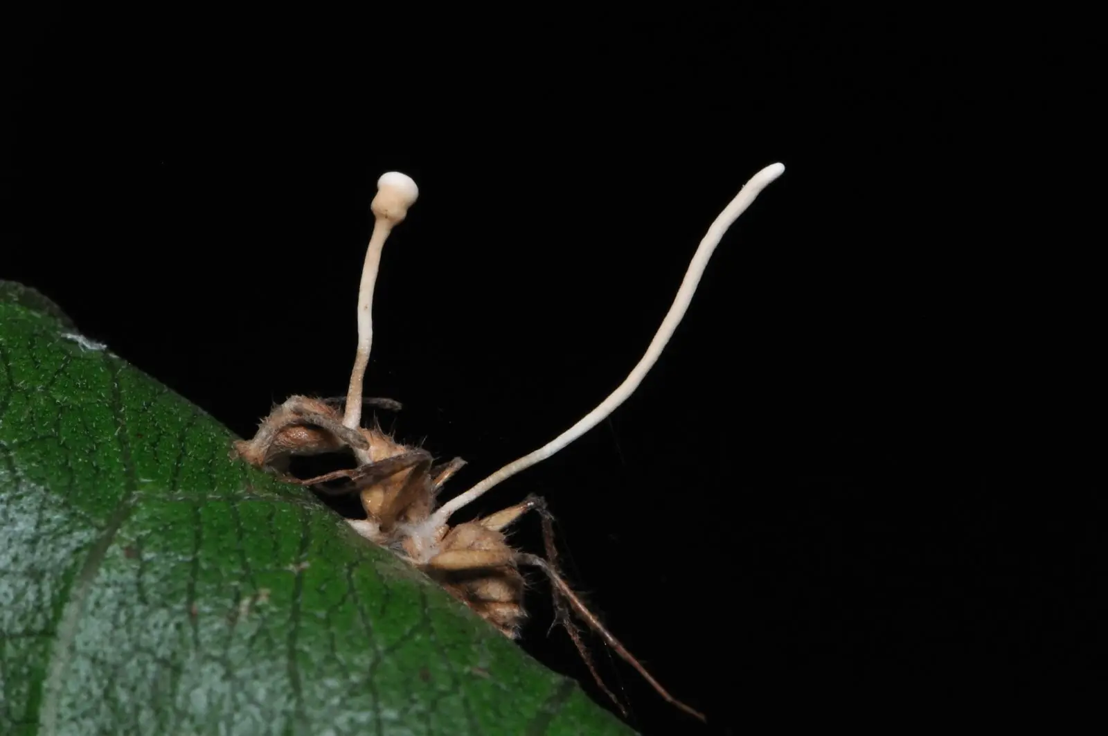 infectados infectados