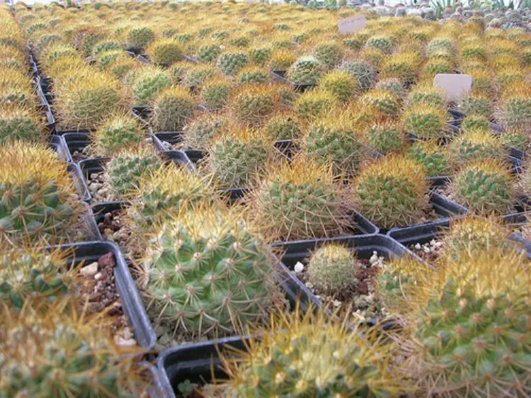 museo del desierto
