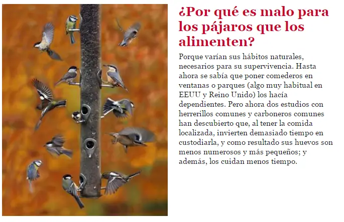 aves