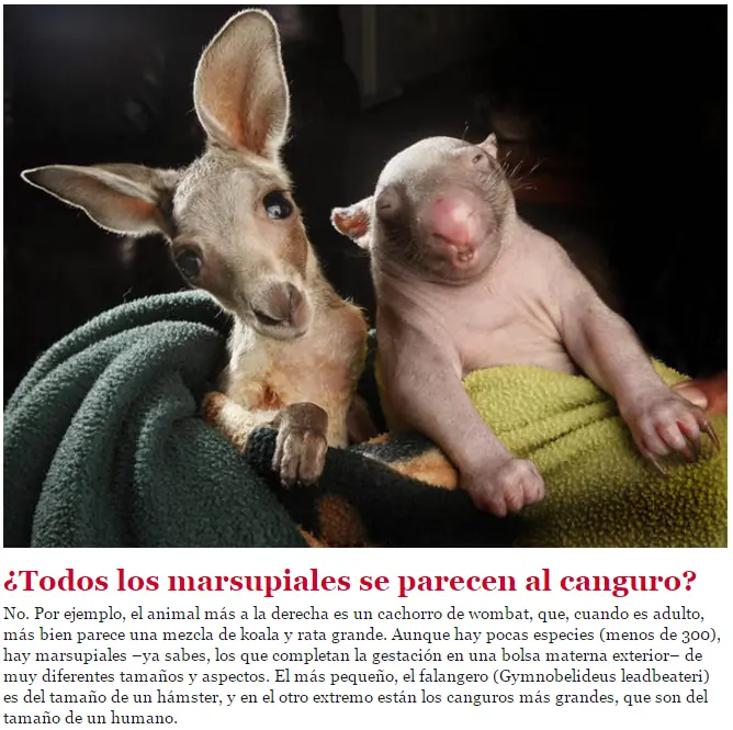 ¿Por qué canta el Gallo y otras aves al salir el Sol?