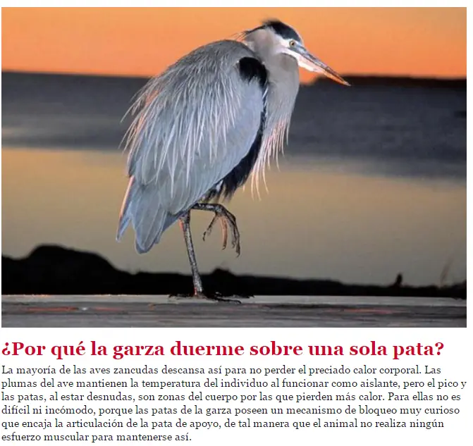 animales