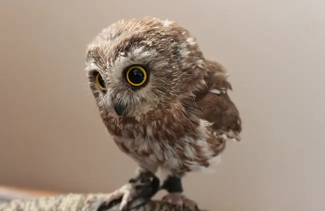 Diferencias entre el te y una infusion