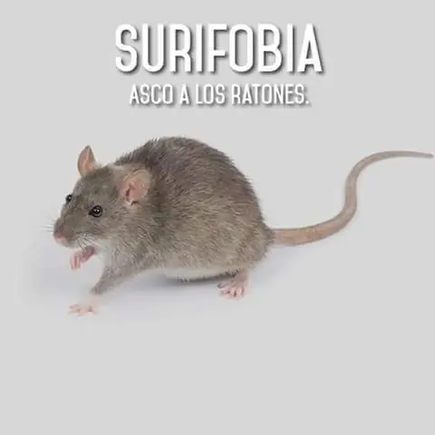 fobias y miedos