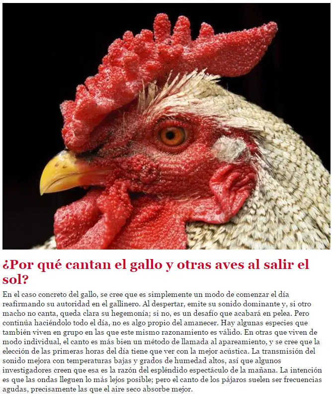 ¿Por qué canta el Gallo y otras aves al salir el Sol?