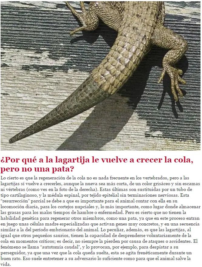 ¿Por qué canta el Gallo y otras aves al salir el Sol?