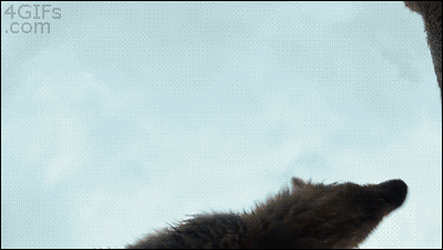 Los Gifs mas Divertidos pasa que te saco una Sonrisa 79º