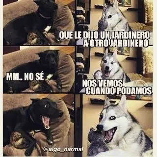 Los mejores memes del perro Husky