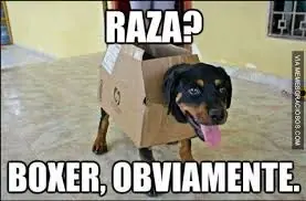 memes los mejores solamente