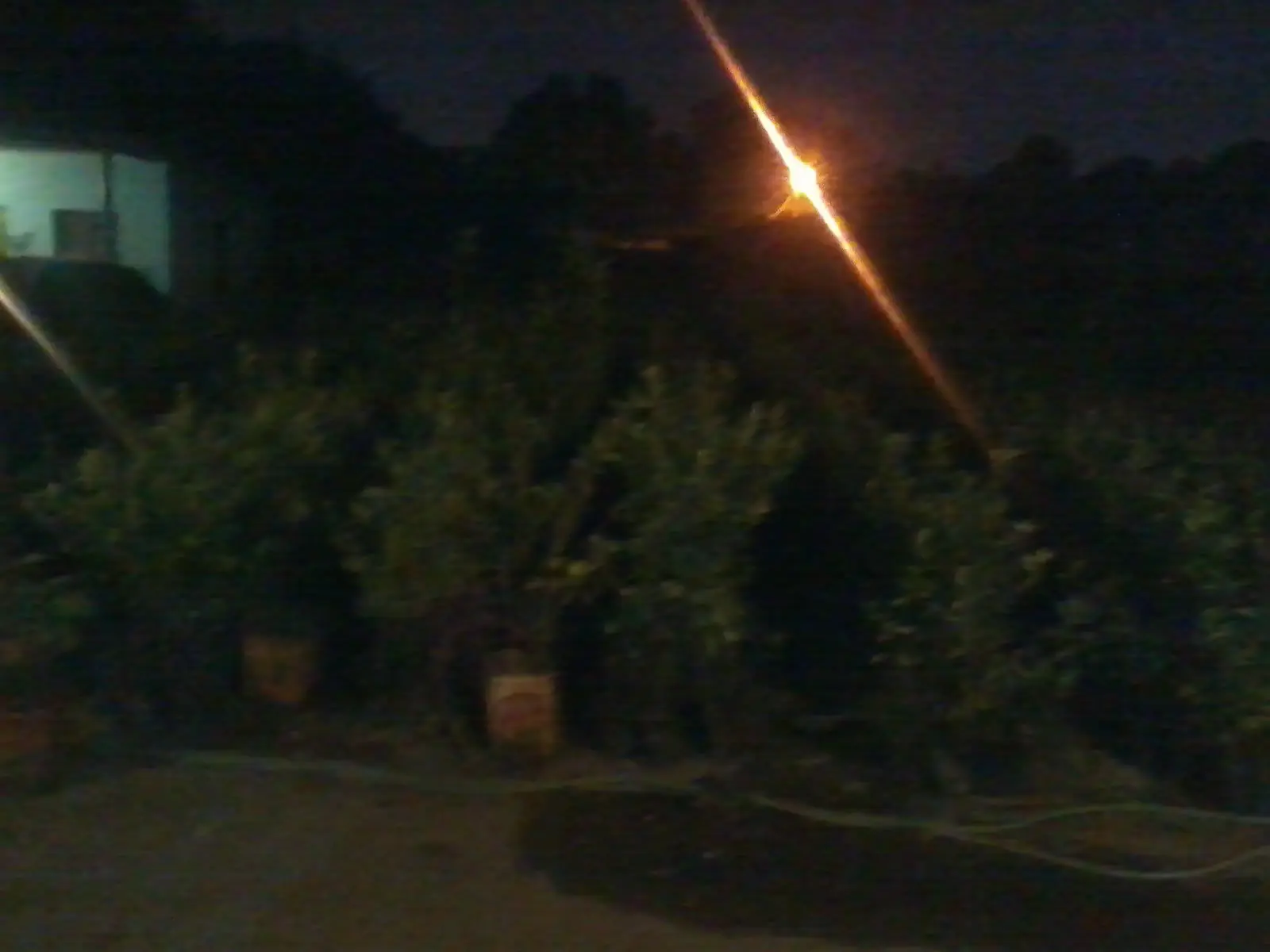 sembrar