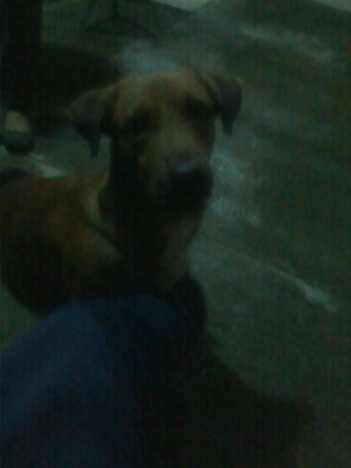 frijoles frijoles