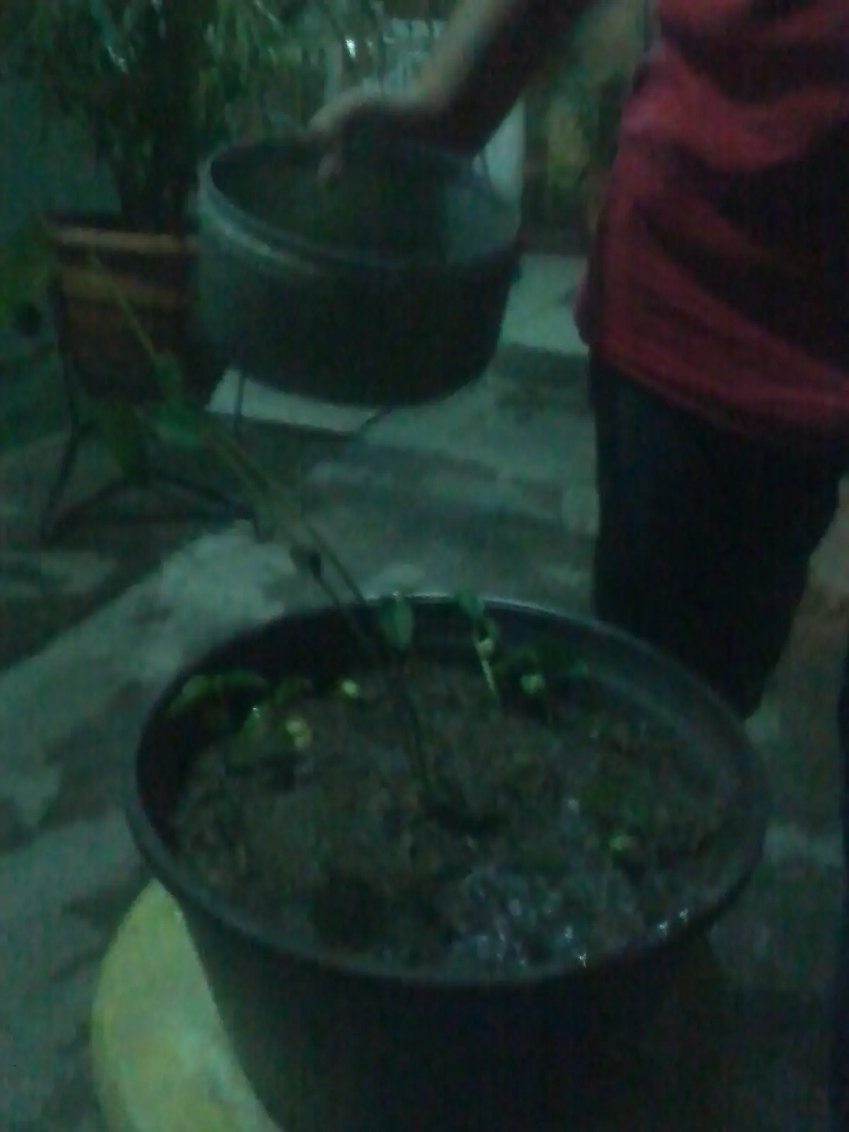 frijoles