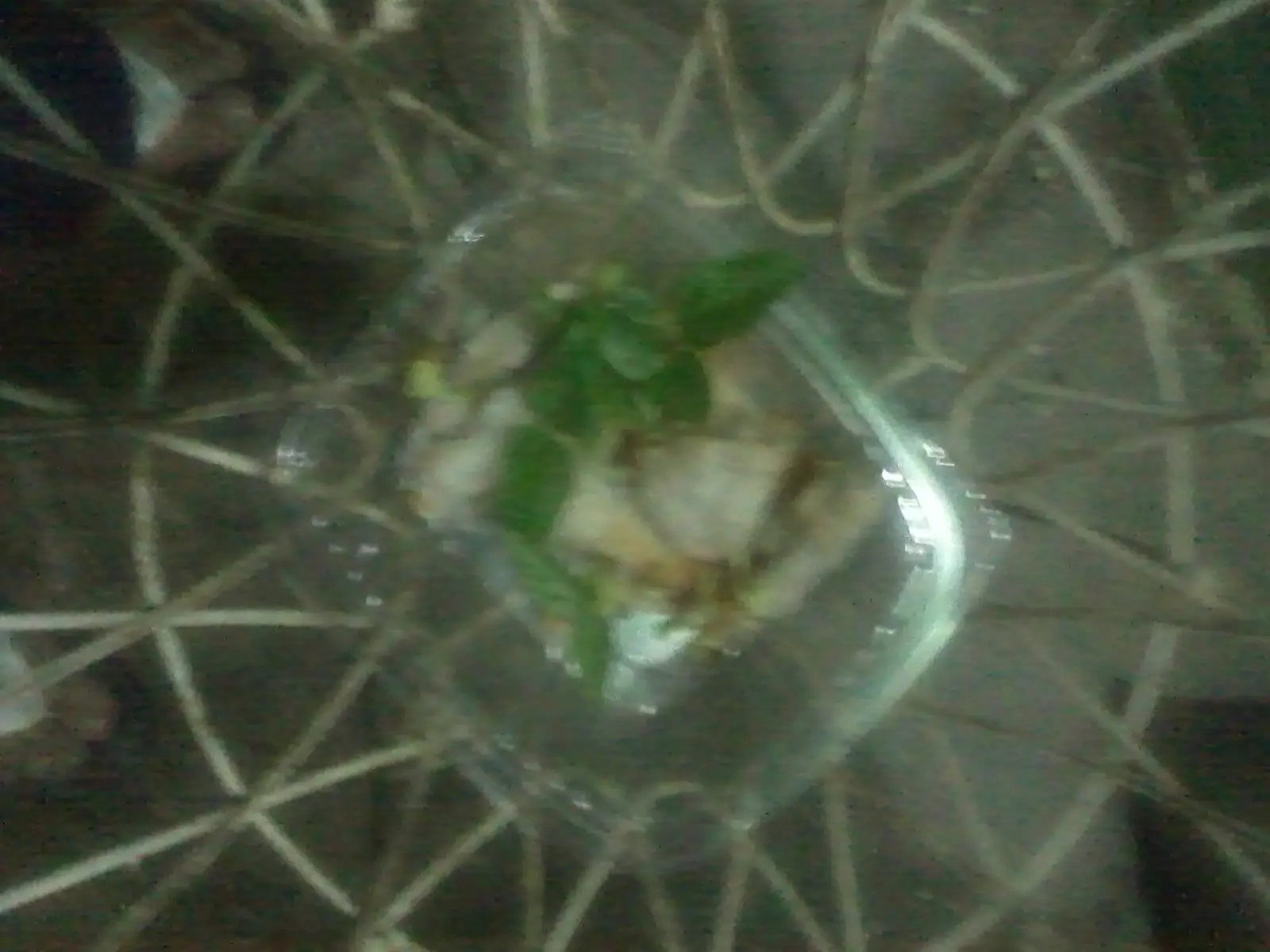 Sembré Frijoles papá, y te enseño como hacerlo...