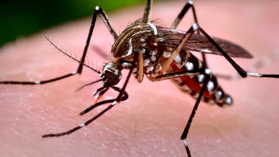 Repelentes, síntomas y combate del dengue