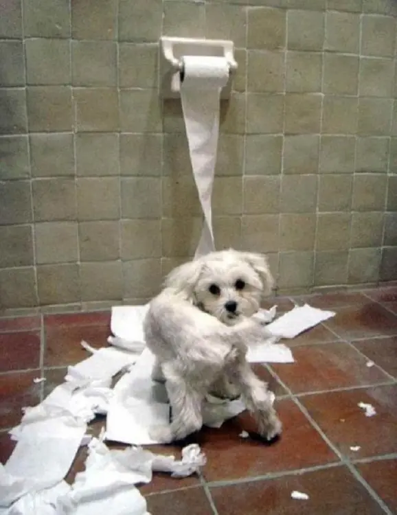 20 Perros que sólo Quieren ver Arder al Mundo ¡Cuánta Mal