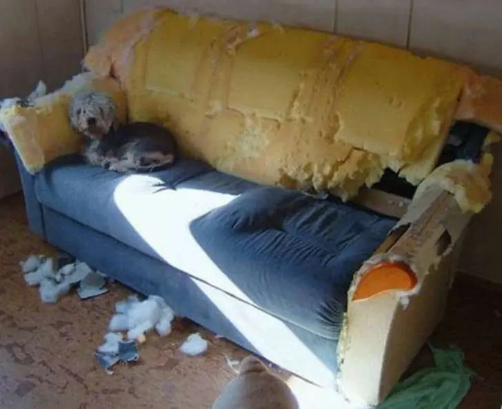 perros