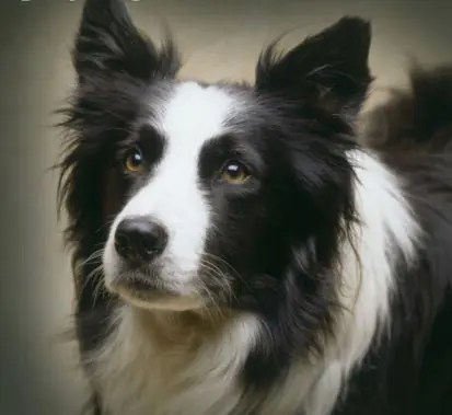 Border collie