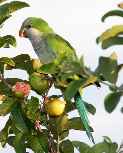 Especies invasoras (alguna argentina)