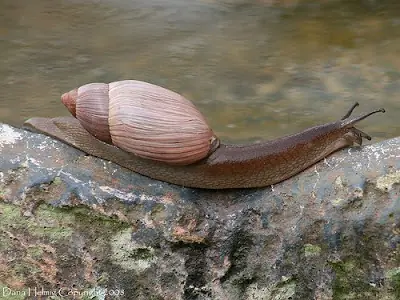especies