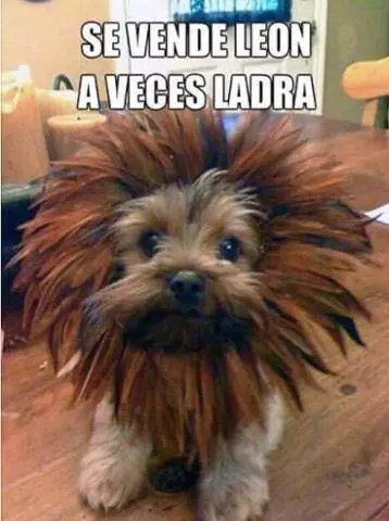 humor
