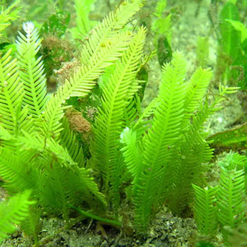 Especies invasoras (alguna argentina)