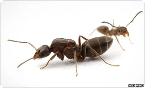 invasores
